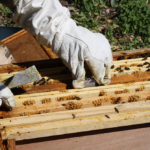 Gants apiculture
