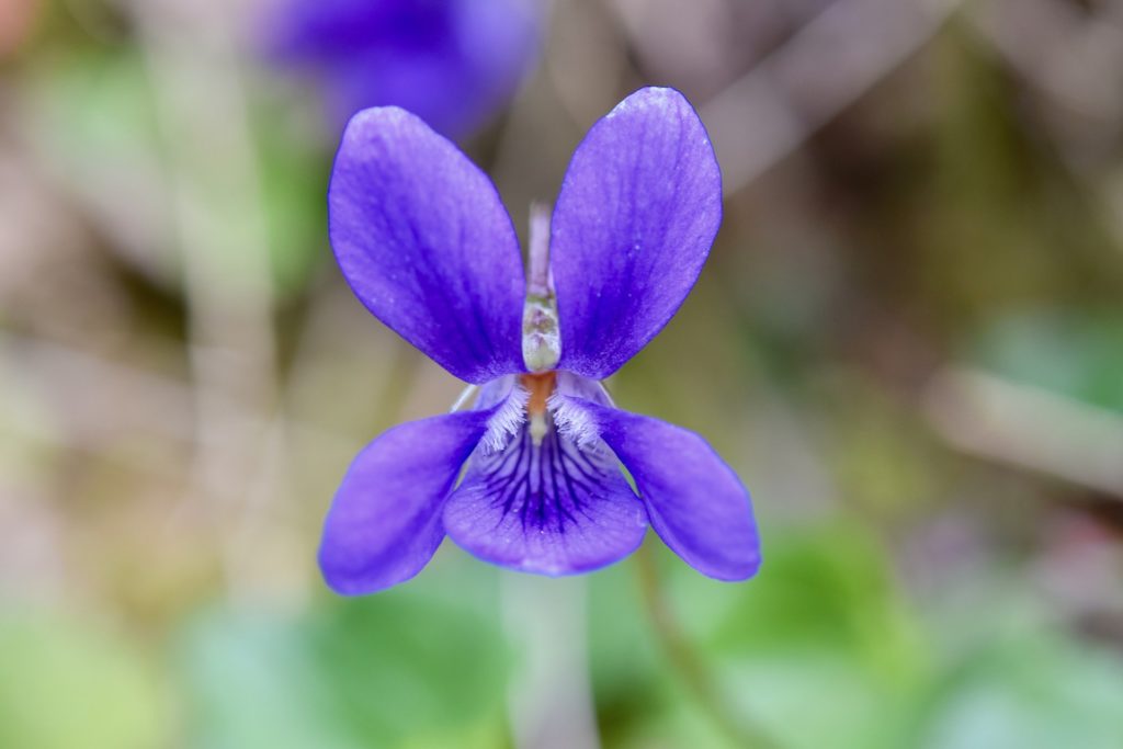 Plante mellifère - Violette