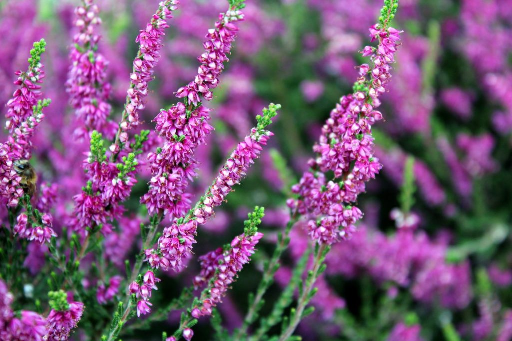 bruyère mellifère - plante mellifère