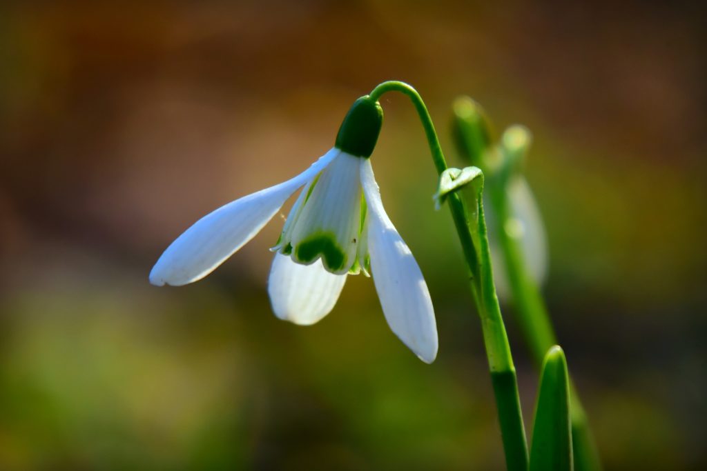 perce neige - plantes mellifères