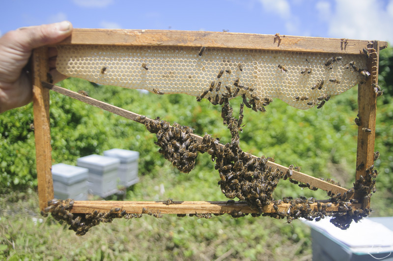 fabrication description cadre pour apiculture Ob_3607fe_jambage-1