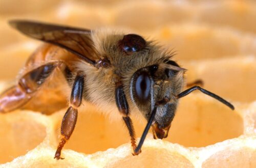 Abeille sur alvéoles de cire avec varroa