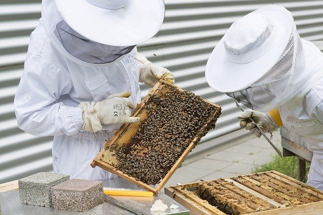 Ruche abeille chez soi : les 5 choses à savoir - Côté Maison