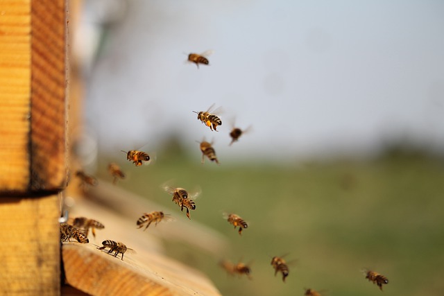 Ruche abeille chez soi : les 5 choses à savoir - Côté Maison