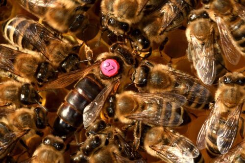 5 Marqueurs Posca pour reine abeille