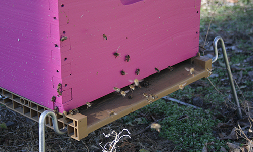 Trouver et installer un essaim - La ruche horizontale