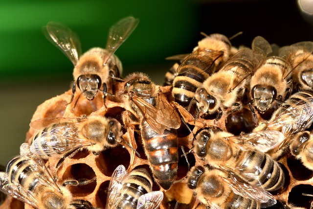 La Reine des Abeilles : quelle est son rôle dans une ruche ? 21/02