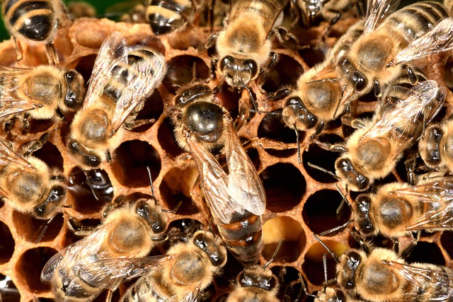 reine des abeilles