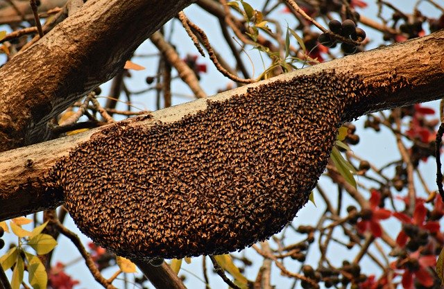 Essaim d'abeilles installé sur une branche d'arbre