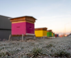 Les colonies se tiennent en grappe lors de l'hivernage