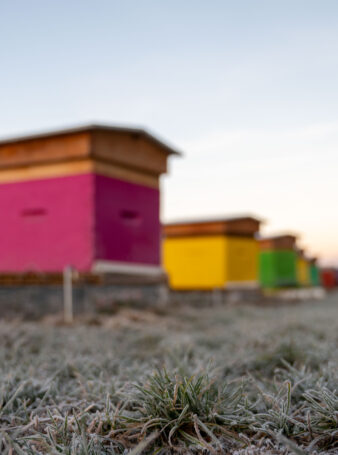 Les colonies se tiennent en grappe lors de l'hivernage