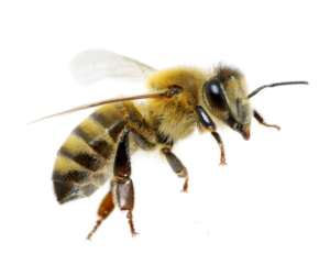 Reconnaître l'abeille domestique