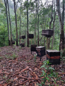 Ruchers d’abeilles africanisées, loin de toutes voies de circulation
