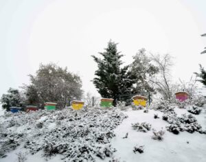 Pendant l'hiver, l'apiculteur doit se soucier de l'état de santé des colonies