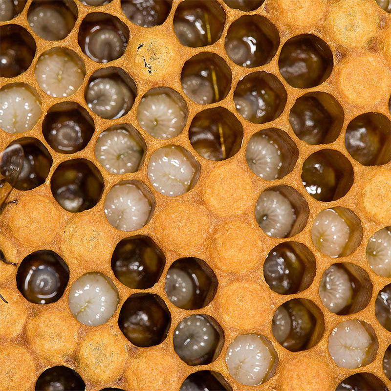 Contrôler le couvain d'abeilles - Naturapi Blog