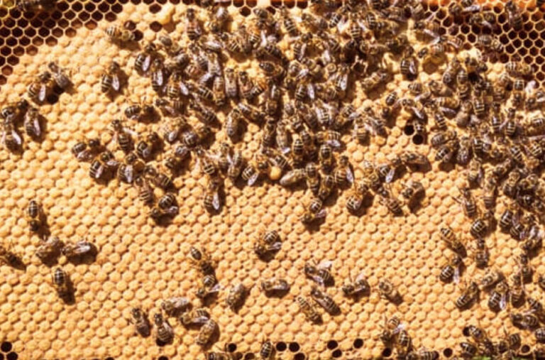 Contrôler le couvain d'abeilles Naturapi Blog — free download