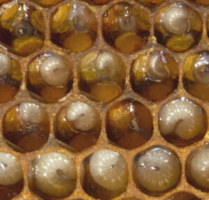 Contrôle du couvain d'abeilles, les larves se développent pendant 10 jours grâce à la nourriture apportée par les nourrices