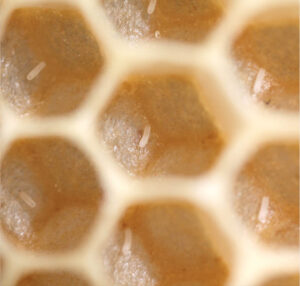 Contrôle du couvain d'abeilles, les œufs sont déposés au fond des alvéoles.