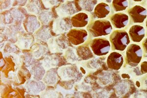 La maturation du miel commence dans la ruche