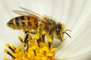 Récolte de Pollen par l’abeille 