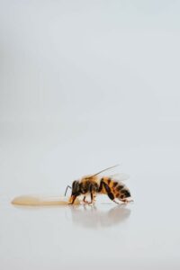 les bienfaits du miel