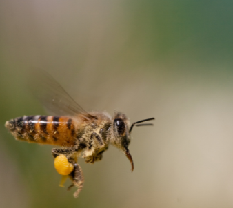 pollen d'abeille