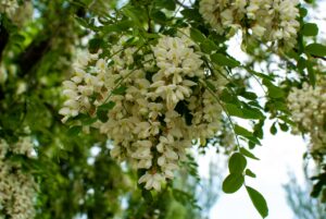 miel d'acacia bienfaits