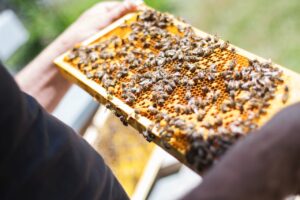 l'environnement responsable de l'abeille