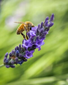 abeille butinant de la lavande 