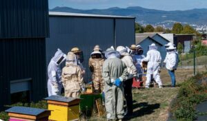 Stages d'apiculture Auvergne