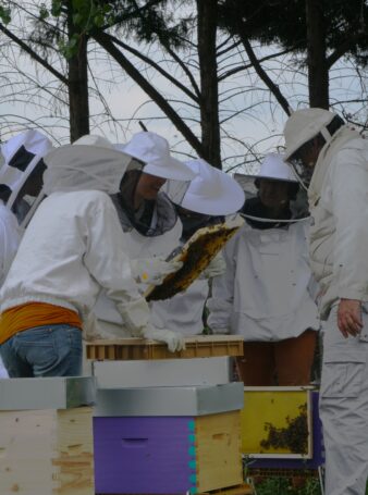 Stages d'Apiculture Auvergne