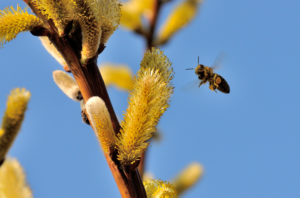 Récolte pollen