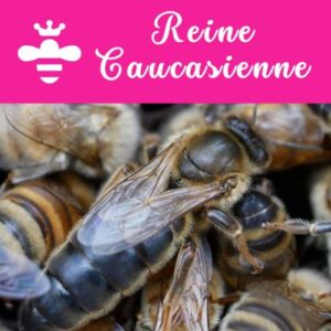Reine Caucasienne