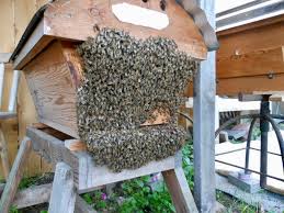 La barbe d'abeilles devant la ruche