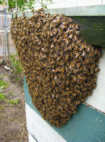 Barbe d'abeilles devant la ruche