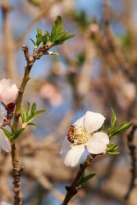 arbre mellifère abeille