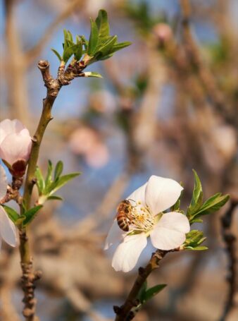 arbre mellifère abeille