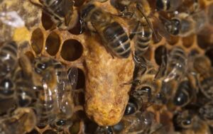 Cellule royale sur cadre de ruche