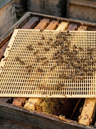 grille à reine apiculture