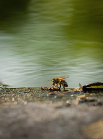 abreuvoir_abeille