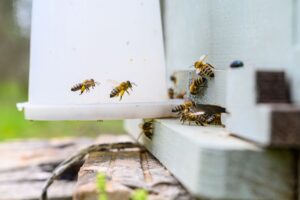 eau_abeilles