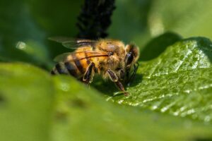 abeille_miellat