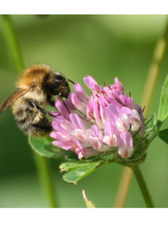 semer pour les abeilles