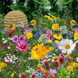 melange-de-graines-mellif_res-pour-l-apiculture